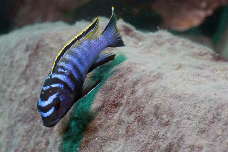 Tropheops kumwera 'Makokola Reef'